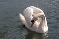 The beauty of a swan in a dance during a love period in a lake.