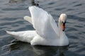 The beauty of a swan in a dance during a love period.