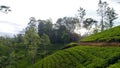 Beauty of tea estates in sri lanka Royalty Free Stock Photo