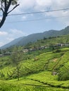 The beauty of the tea gardens at Puncak, Bogor, Indonesia is one of the tourist attractions visited by many local residents Royalty Free Stock Photo