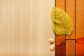 Beauty template autumn background with oak wood and leaf texture. Banner backdrop copy space design in earthy colours