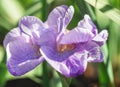 Blooming soft light purple iris Royalty Free Stock Photo