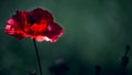 Beauty and tenderness in poppy performance. Royalty Free Stock Photo