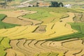 Beauty of the terraced fields Royalty Free Stock Photo