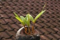 The beauty of a three-trunked coconut tree bonsai. Royalty Free Stock Photo