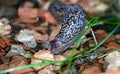 The beauty of the tiger snail in nature