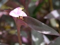 Beauty tini flower macro image Royalty Free Stock Photo