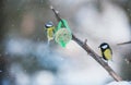 Beauty tit on a feeder Royalty Free Stock Photo