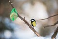 Beauty tit on a feeder Royalty Free Stock Photo