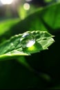 Beauty transparent drop of water on a green 1690444208578 8