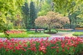 Beauty tree in bloom with bench Royalty Free Stock Photo
