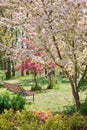 Beauty tree in bloom with bench Royalty Free Stock Photo