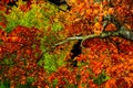 Autumn red, yellow, green trees