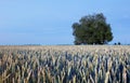 Beauty tree on wheat field at night Royalty Free Stock Photo