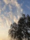 The beauty of trees embraces the sky