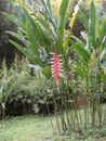 Beauty tropical colombian exotic flower