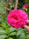 Beauty of true rose flower