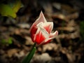 Beauty of the tulip