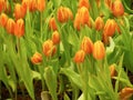 The beauty of the tulips with orange, blooming in the garden