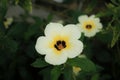 Beauty Turnera subulata flower Royalty Free Stock Photo