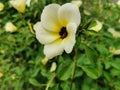 Closeup beautiful white of Turnera subulata flower on green leaves background. Flower known by the common names white buttercup, Royalty Free Stock Photo