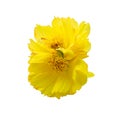 Beauty twins fresh yellow petals and orange pollen cosmos flower blooming. Isolated on white background with clipping path Royalty Free Stock Photo