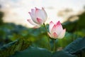 beauty two lotus flower blooming in pond Royalty Free Stock Photo
