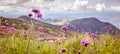 Beauty of verbena bonariensis flowers field