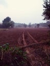 Beauty of village side agricultural land view in the morning sunrise time every day. Such a so beauty so pure freshness area.