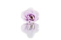 Beauty violet eustoma flower isolated on white background. Royalty Free Stock Photo