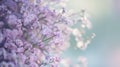 Beauty violet flowers backdrop. Beautiful tiny Kermek flower. Limonium platyphyllum dried flowers. Statice, Statica