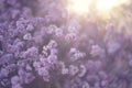 Beauty violet flowers backdrop. Beautiful tiny Kermek flower. Limonium platyphyllum dried flowers. Statice, Statica