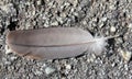 Dove feather lying on tarred road