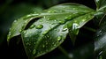 Glistening Serenity: Water Droplets on a Tropical Leaf Royalty Free Stock Photo