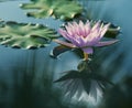 Beauty water lilly flower . Royalty Free Stock Photo