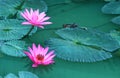 Beauty water lilly flower.Pink Lotus. Royalty Free Stock Photo