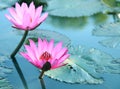 Beauty water lilly flower.Pink Lotus. Royalty Free Stock Photo