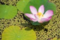 Beauty water lily flower. The Lotus flower and Lotus flower plan Royalty Free Stock Photo