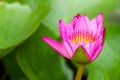 Beauty water lily flower. The Lotus flower and Lotus flower plan Royalty Free Stock Photo