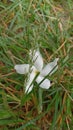 Beauty waving over the green grass: White flowers greet with natural grace Royalty Free Stock Photo