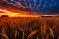 The Beauty of a Wheat Field at Sunset