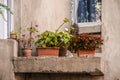 Beauty where you can find it - plants in pots on a ledge on a concrete building with shabby windows around them