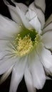 Beauty white flower