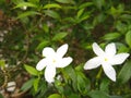 beautiful jasmine flowers from nature Royalty Free Stock Photo