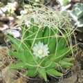 Beauty white flower potted in garden