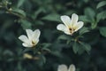 white flower with yellow pattern in the forest