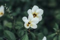 white flower with yellow pattern in the forest