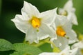 Beauty of white flowers of potato Royalty Free Stock Photo