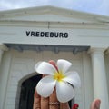 The beauty of white frangipani flowers at the Vredeburg Fort Museum, Indonesia Royalty Free Stock Photo