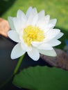 Beauty white lotus in background blur Royalty Free Stock Photo